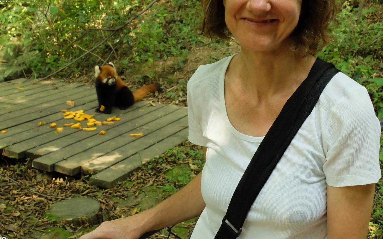 Giant panda at Chengdu Research Base